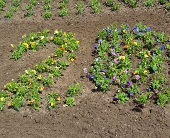 Mesto zdobí kvetinová výzdoba