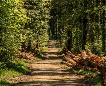 Objasňovanie nepovolenej ťažby