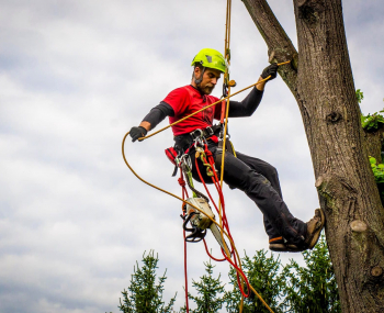Pozvánka na ukážky práce arboristu - stromolezca