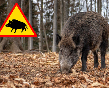 Upozornenie na zvýšený výskyt diviačej zveri pri cyklotrase