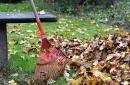 Jesenný zber biologicky rozložiteľného odpadu zo záhrad na zbernom dvore