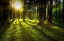 Zápis obhospodarovateľa lesa do evidencie lesných pozemkov
