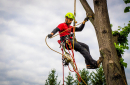 Pozvánka na ukážky práce arboristu - stromolezca